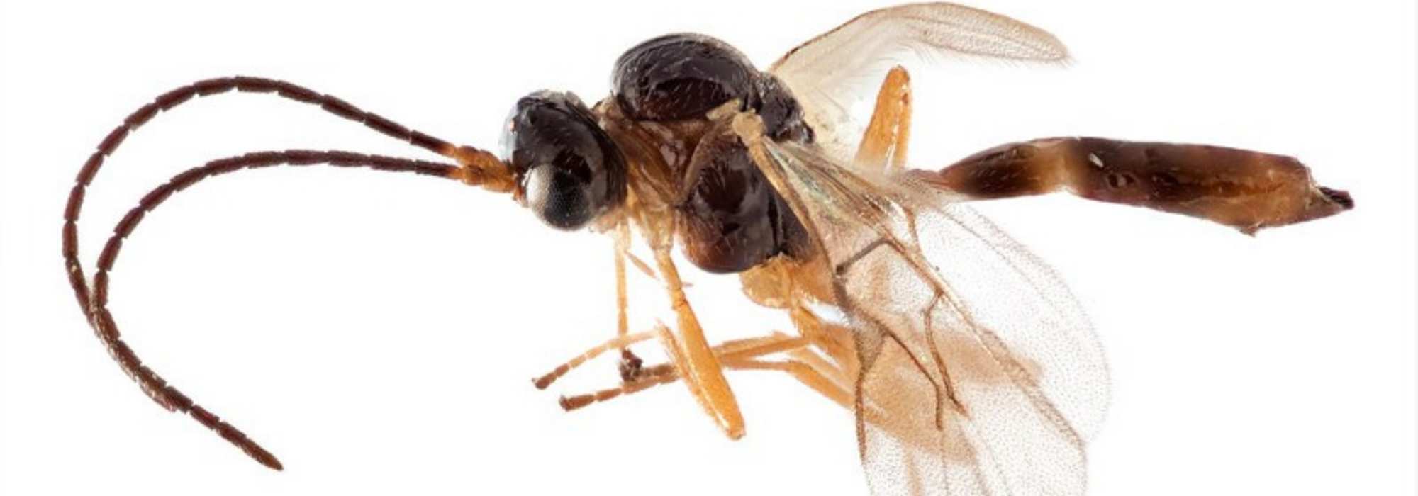 Insecto auxiliar en el jardín: Aphidius