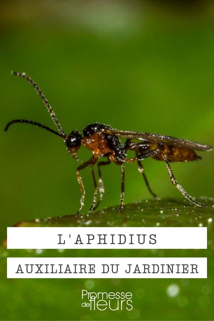 Aphidius insecto auxiliar