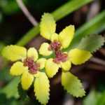 Asociar el Chrysosplenium