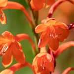 Asociar la watsonia