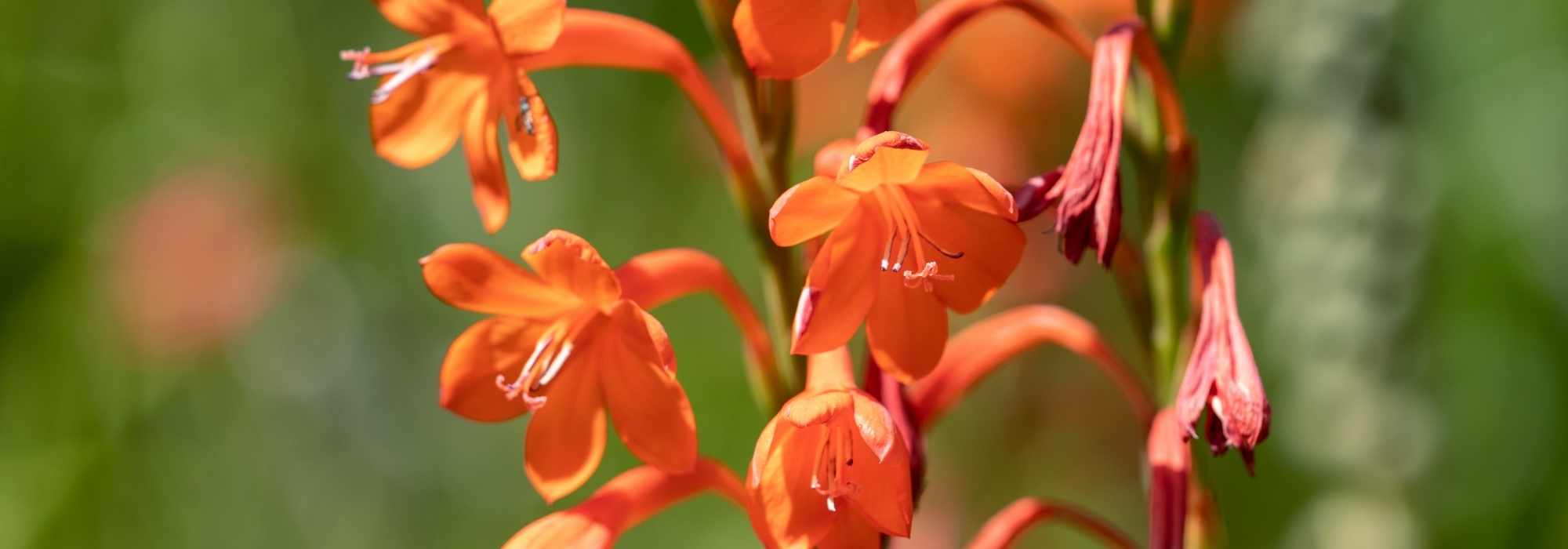 Asociar la watsonia