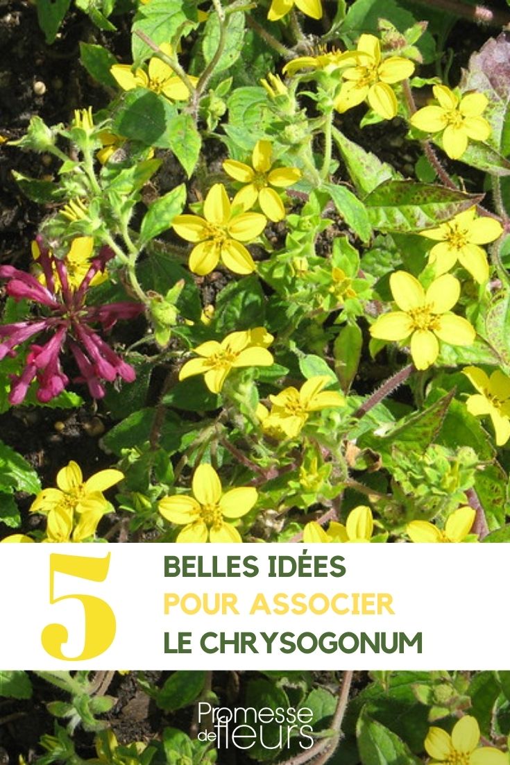 asociación Chrysogonum en el jardín