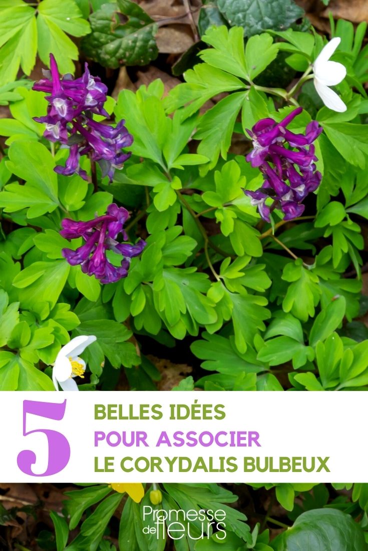 asociación Corydalis solida en el jardín