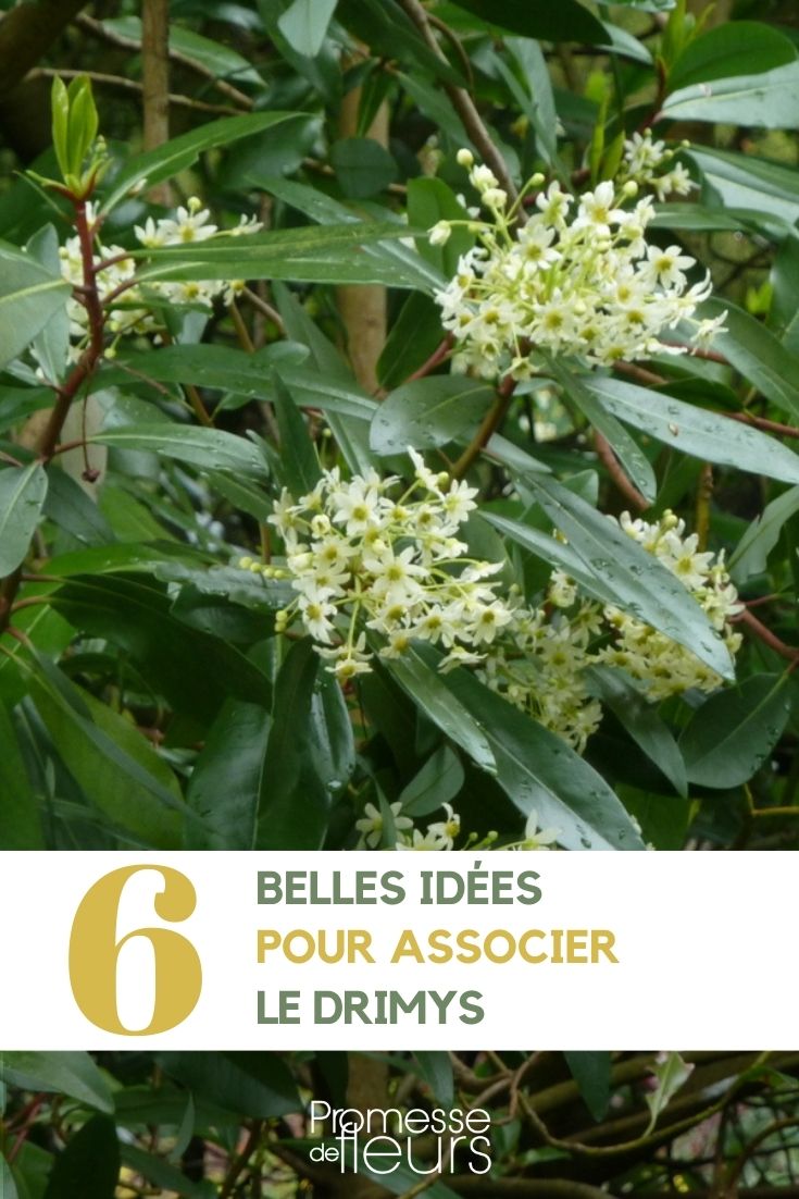 asociación drimys jardín