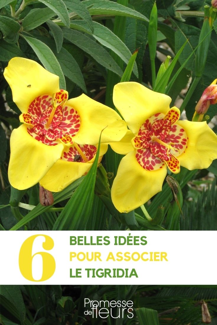 asociación Tigridia jardín huerto