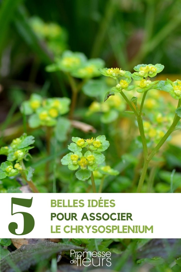 Asociar el chrysospenium