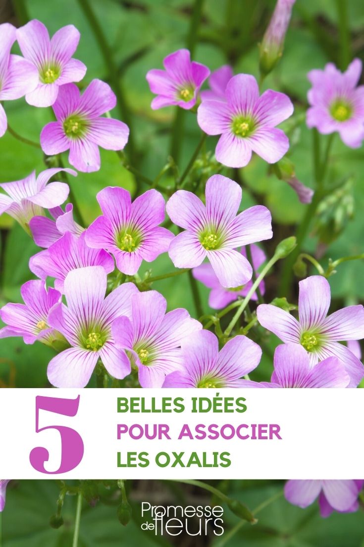 asociación Oxalis en el jardín
