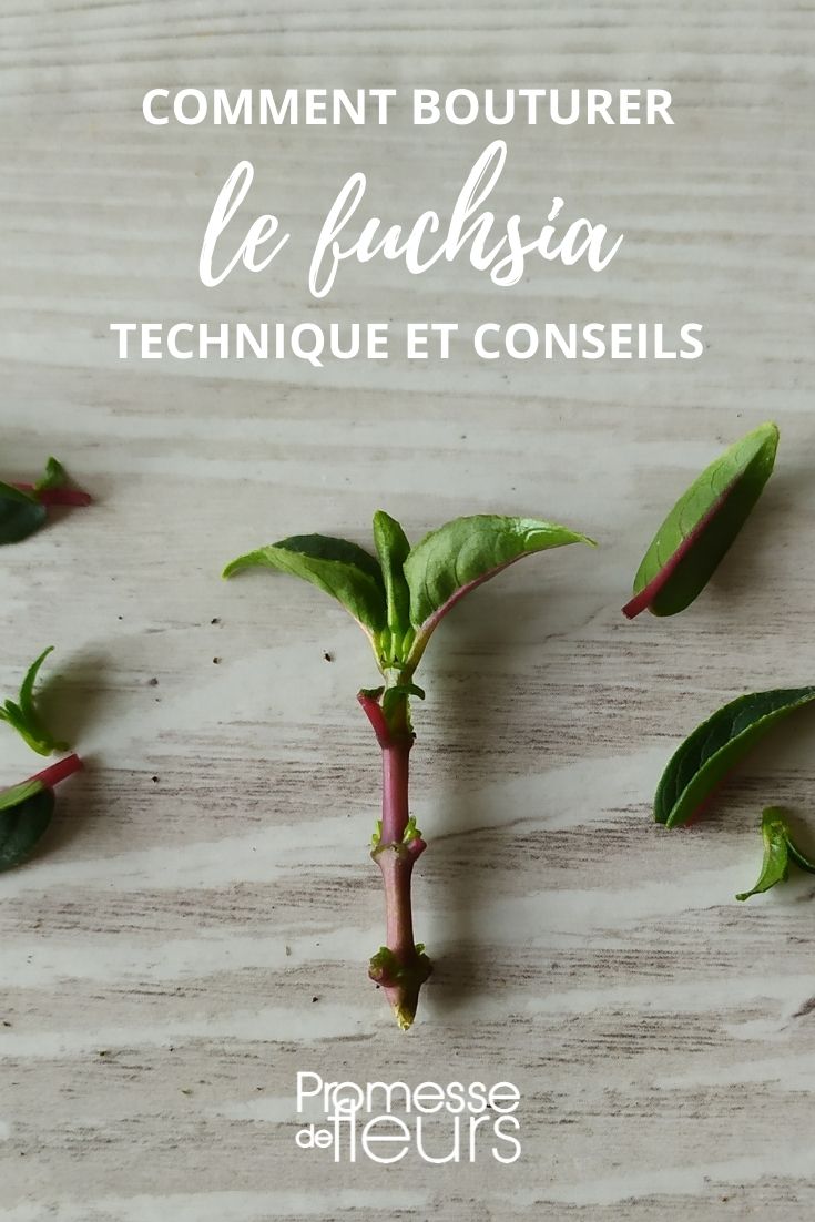 multiplicar esquejes de fucsia: técnicas y consejos