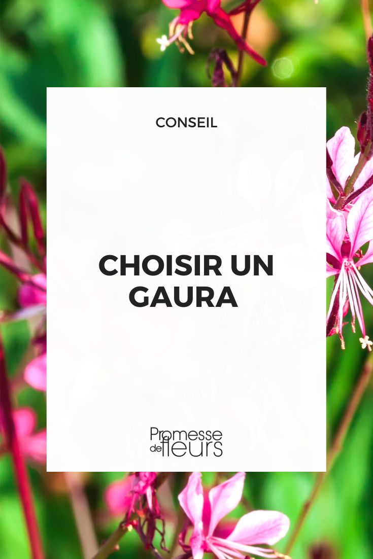 opciones de gaura