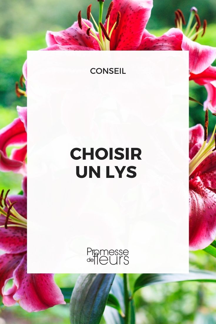 elegir lirio azucena lillium