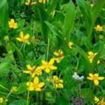 Asociar el Chrysogonum