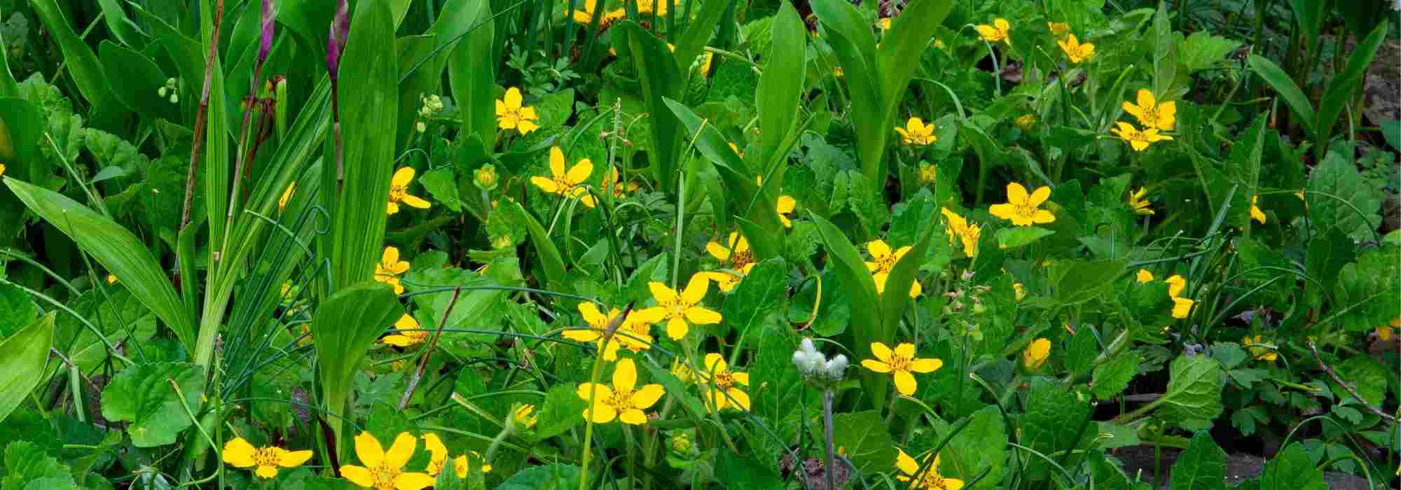 Asociar el Chrysogonum