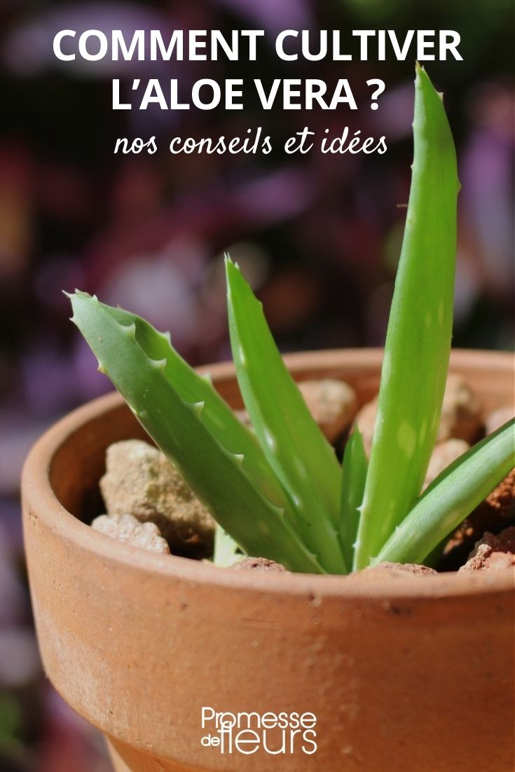 cultivo del Aloe vera