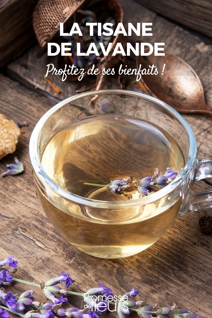 Infusión de lavanda
