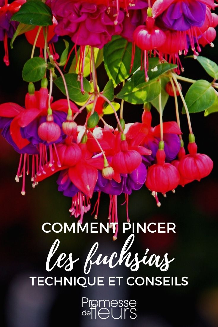 podar y pinzar fucsias