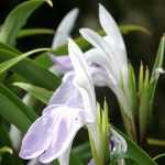 Cultivar las Roscoeas en maceta