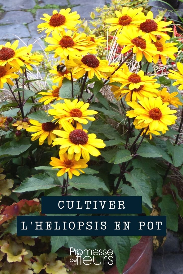 cultivo de Heliopsis en maceta o jardinera