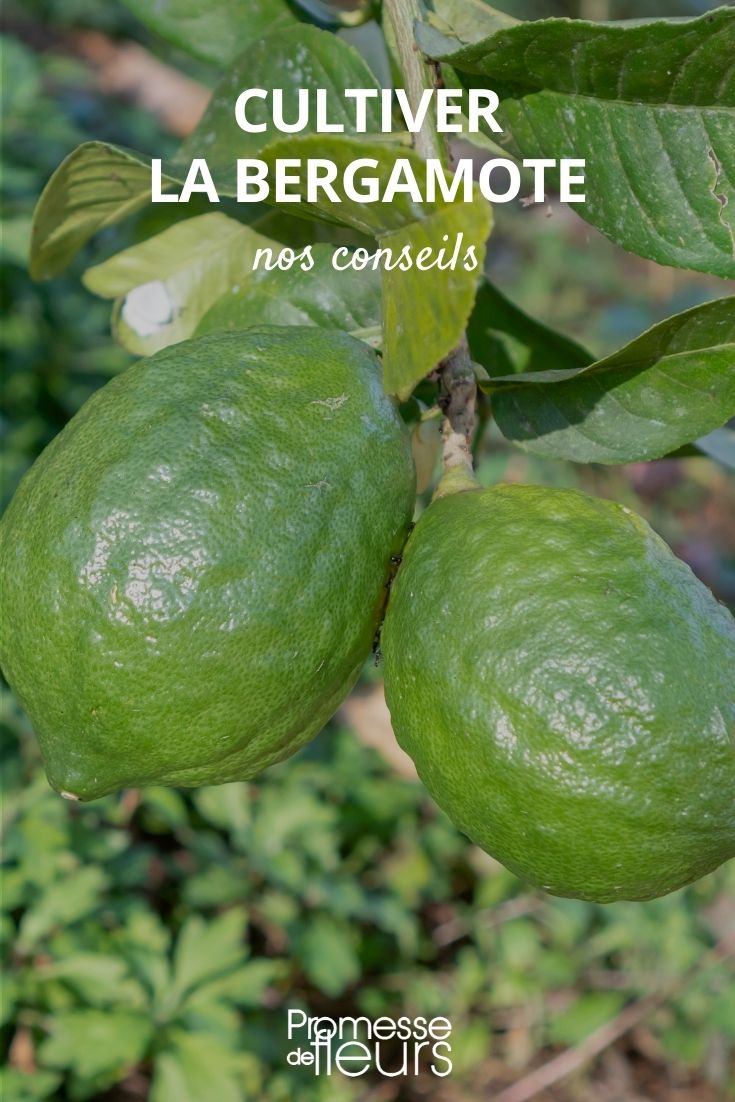 cultivo del bergamotero Citrus bergamia