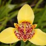 Cultivar la Tigridia o Iris africano en macetas