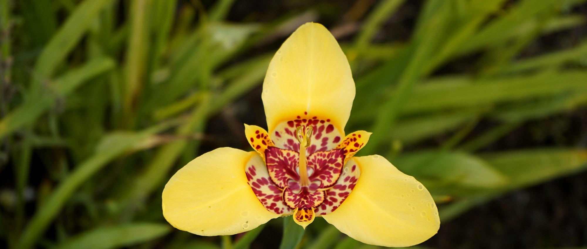 Cultivar la Tigridia o Iris africano en macetas
