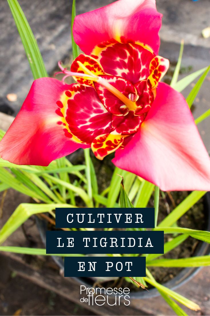 ojo de pavo en maceta, contenedor, jardinera