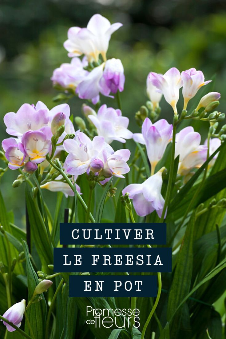 cultivo de freesias en maceta, contenedor o jardinera