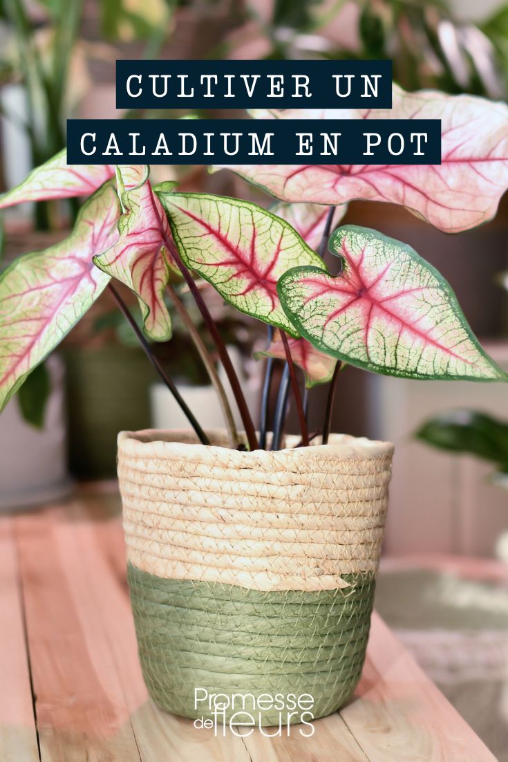 cultivo de caladium en maceta o contenedor
