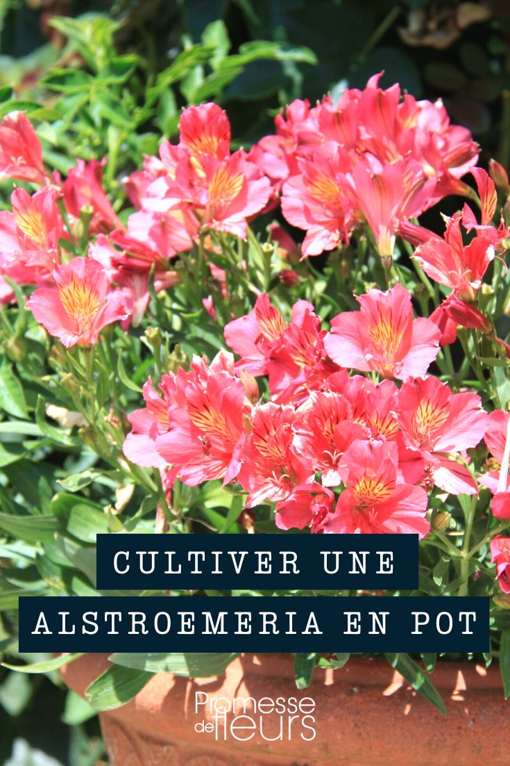 Cultivar una alstroemeria en maceta