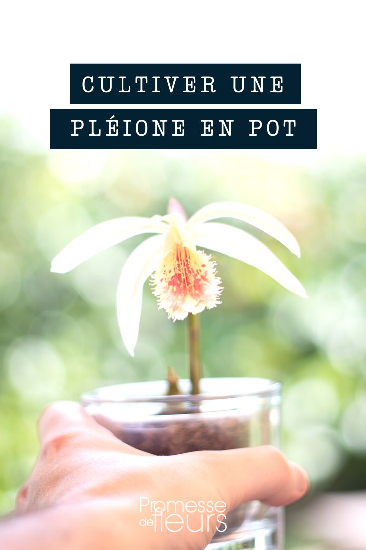 Cultivar una pleione en maceta