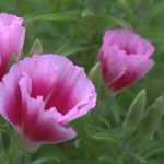 Godetia: siembra, cultivo y cuidados