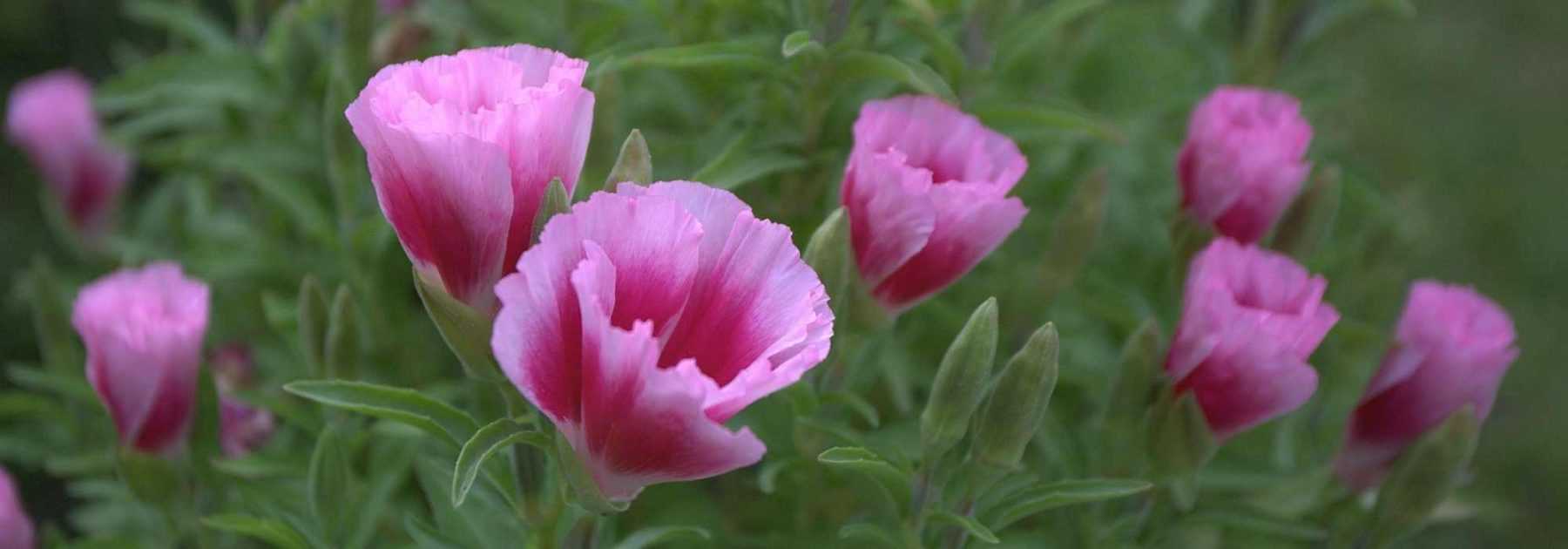 Godetia: siembra, cultivo y cuidados