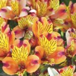 Alstroemeria: ¿cómo elegirlas bien en 3 puntos?