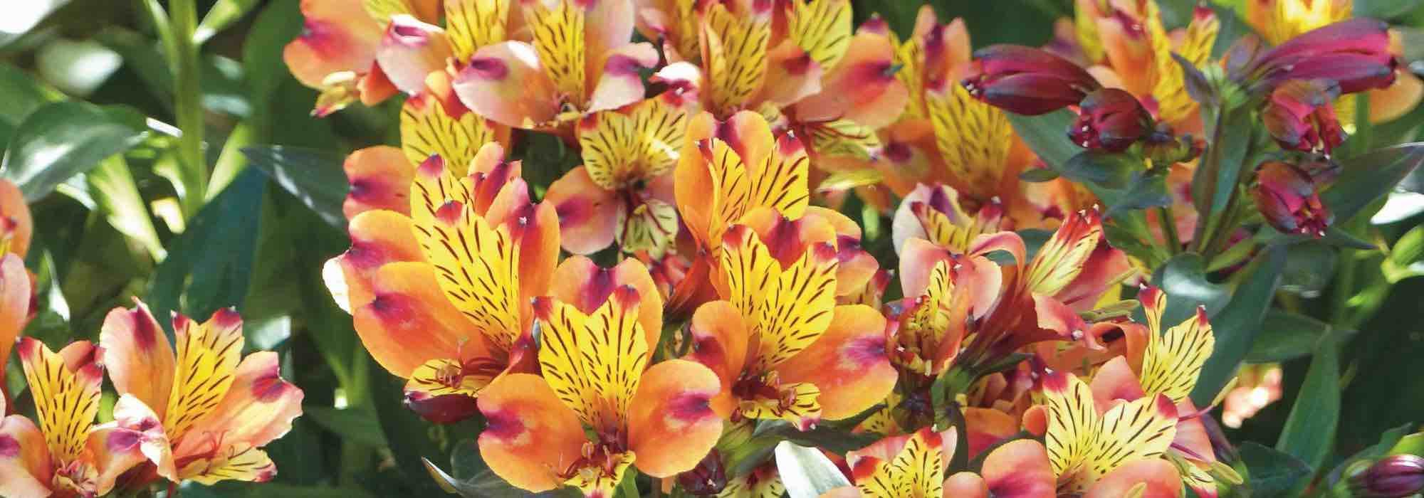 Alstroemeria: ¿cómo elegirlas bien en 3 puntos?