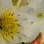 Alstroemeria: variedades enanas perfectas en maceta