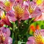 Alstroemeria: las más resistentes