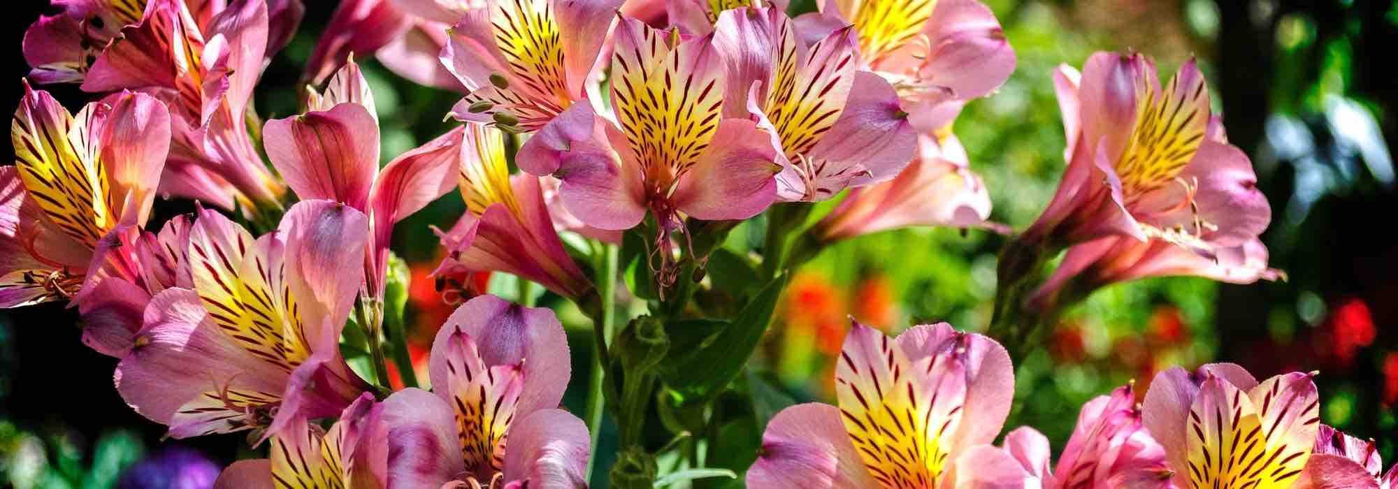 Alstroemeria: las más resistentes