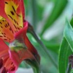 Alstroemeria: las mejores variedades para bordes de jardín