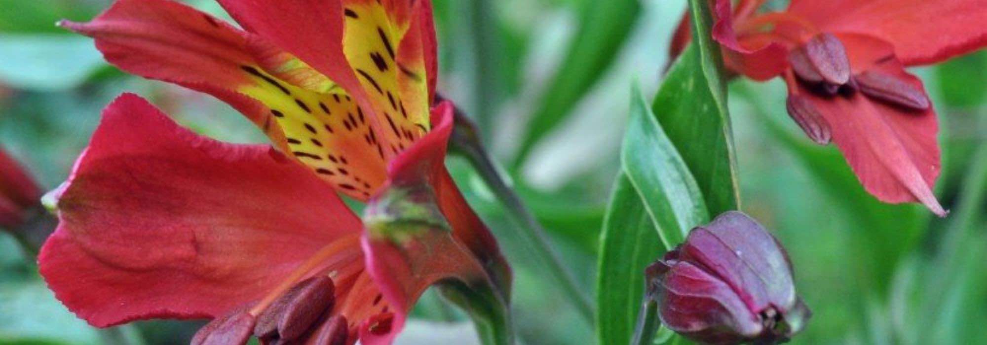 Alstroemeria: las mejores variedades para bordes de jardín