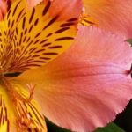 Cómo conseguir que la Alstroemeria en maceta salga bien