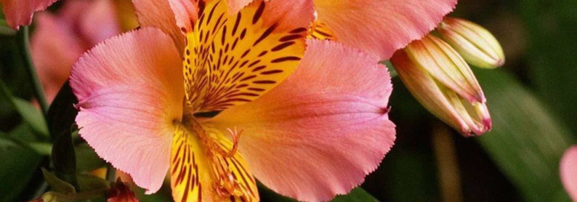 Cómo conseguir que la Alstroemeria en maceta salga bien
