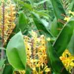 Asociar los Lirio de arroyo