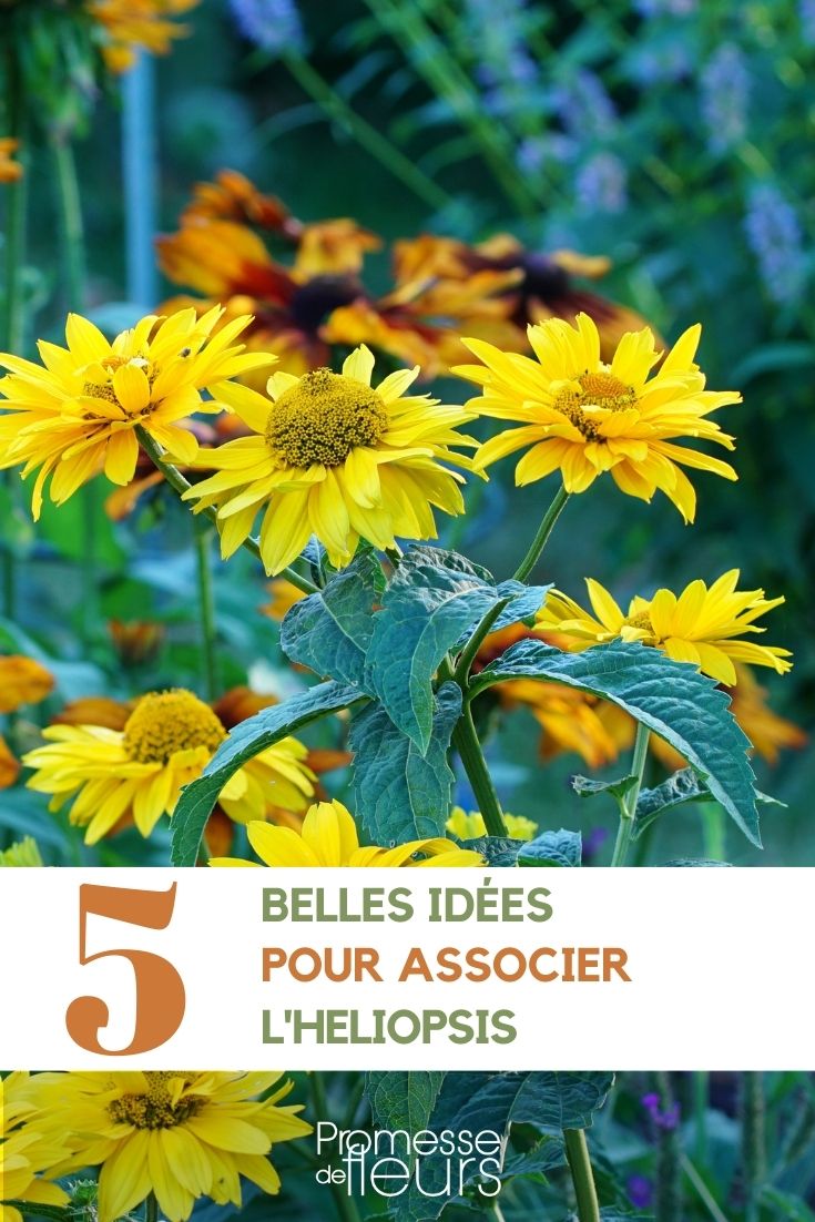 asociar heliopsis
