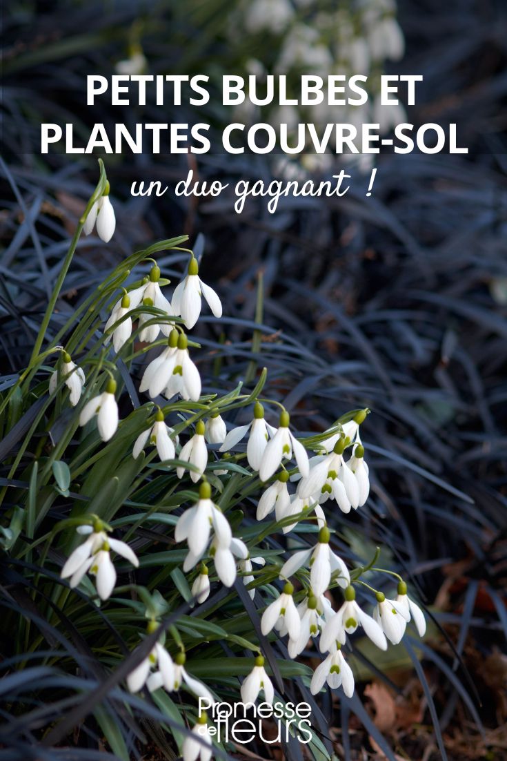 combinar plantas bulbosas y tapizantes en el jardín
