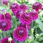 ¿Cómo despuntar los dalias para tener más flores?