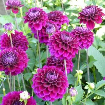 ¿Cómo despuntar los dalias para tener más flores?
