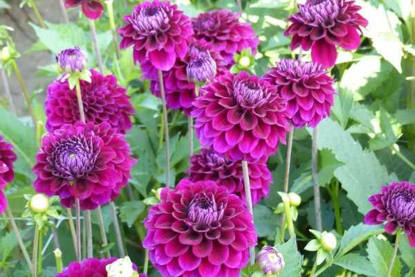 ¿Cómo despuntar los dalias para tener más flores?