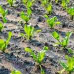 Tutorial: ¿Cómo sembrar endibias o escarolas?