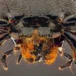 El estafilino: un amigo de la jardinera