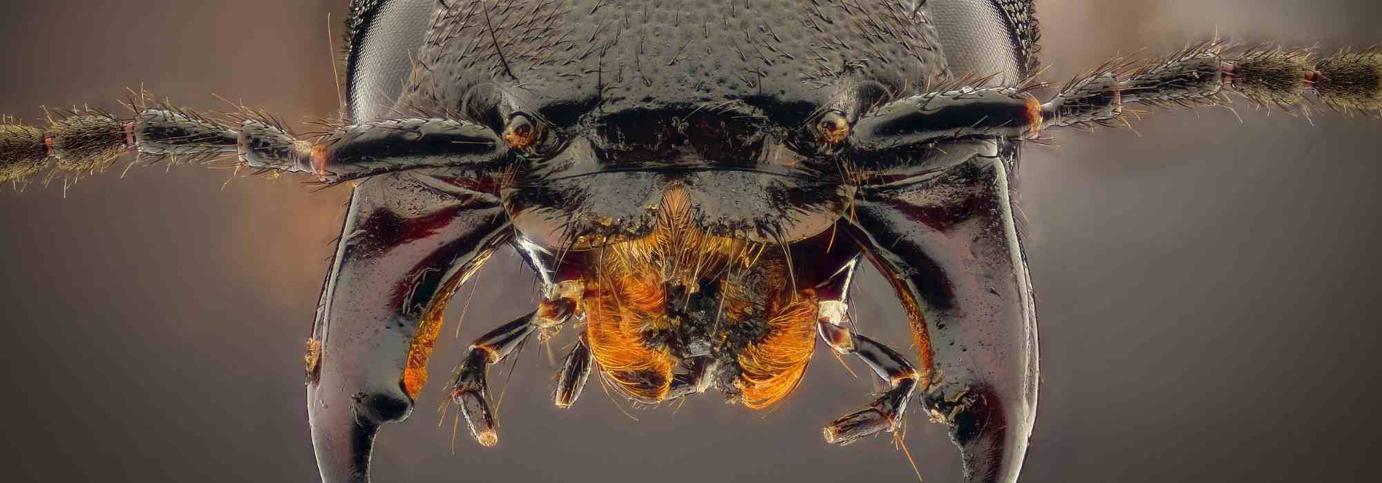 El estafilino: un amigo de la jardinera