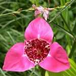 Asociar la Tigridia o Iris africano